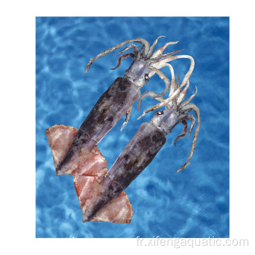 Calmar rond rond Bartrami Squid Frozen Squid Fruits de mer